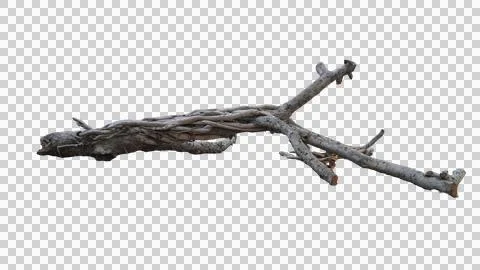 Tangled Dry Tree Branch and Root System for Outdoor Nature Concept Foto stock