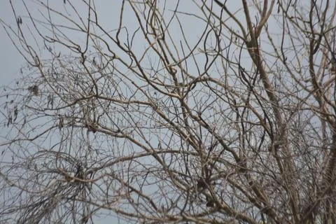 Tangled Dry Tree Branches Abstract Pattern Against Pale Sky Stock Photos