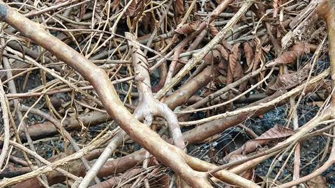Tangled Dry Tree Branches and Brown Fallen Leaves Stock Photos