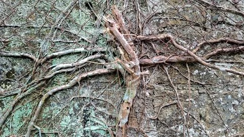 Tangled Dry Tree Roots Growing Through Rusty Wire Grid Fence Stock Photos