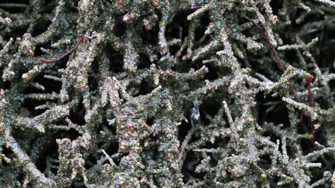 Tangled Dry Vegetation Organic Texture Weathered Pattern for Health Wellnes.. 库存影片 333694550