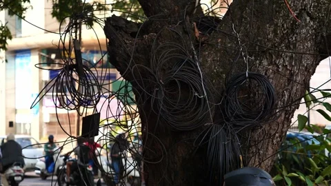 Tangled electrical wires on a tree in Asia Stock Footage 264085561