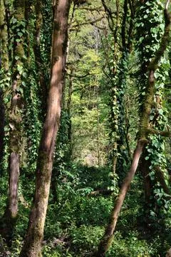 Tangled half barkless tree trunks, overgrown with dense green moss. Stock Photos