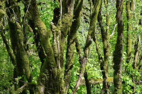 Tangled half barkless tree trunks, overgrown with dense green moss. Stock Photos