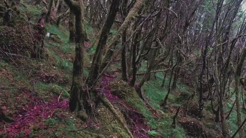 Tangled horror forest branches on a hill. Stock Footage 197338743