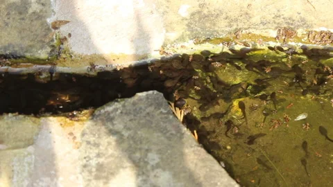 Tangled Knot of Tadpoles in a small pond Stock Footage 138435877