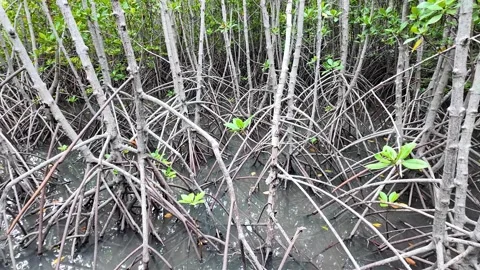 Tangled mangrove roots in crystal-clear water Stock Footage 310514995
