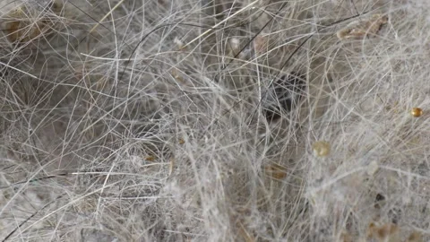 A tangled mixture of house dust, human hair, and cat fur. Stock Footage 277249421