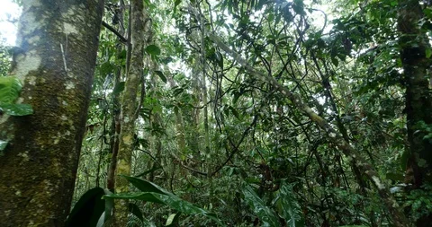 A tangled net of  lianas hanging from the rainforest canopy, POV Stock Footage 112727424