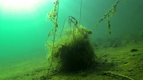 Tangled old fishing nets stuck on a submerged tree Stock Footage 44342377