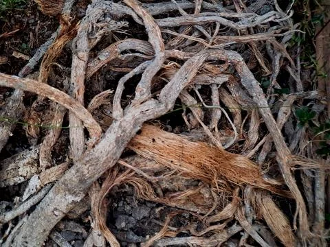 Tangled pile of dry tree roots and branches on forest floor. Stock Photos