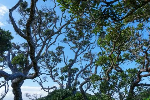 Tangled random pattern of pohutukawa tree on coastal edge in silhouette Stock Photos