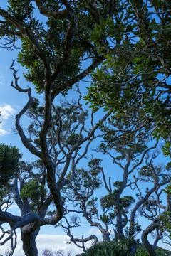 Tangled random pattern of pohutukawa tree on coastal edge in silhouette Stock Photos