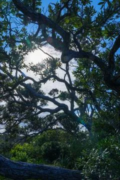 Tangled random pattern of pohutukawa tree on coastal edge in silhouette Stock Photos