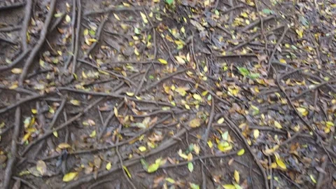 Tangled Root System Video stock 155365538