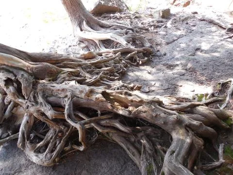 Tangled Roots Stock Photos