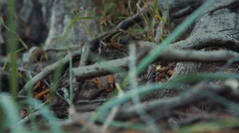 Tangled roots of trees with creepy cobwebs Stock Footage 54226549