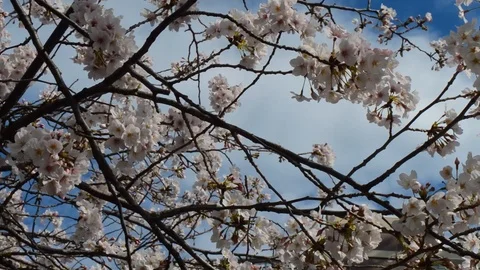 Tangled sakura branches with sky background 動画素材 127036200