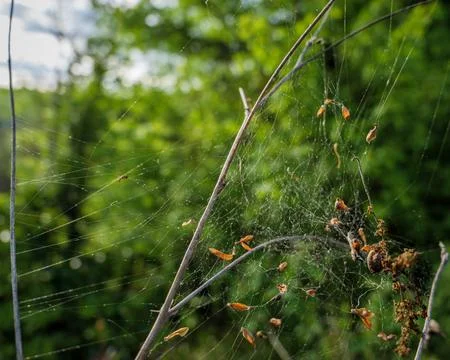 Tangled Spider Web Silk Texture With Green Background Stock Photos