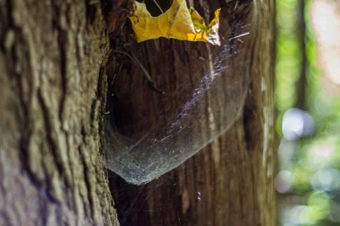 Tangled  spider's web on the tree Stock Photos
