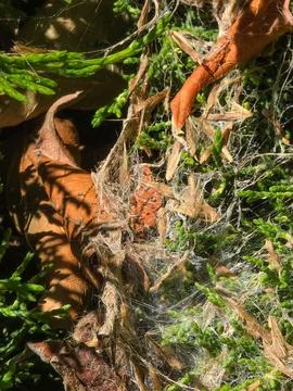 Tangled spiderweb and autumn leaf debris Фото