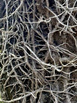 Tangled Tree Branches and Natural Woodland Texture in the Forest. Stock Photos