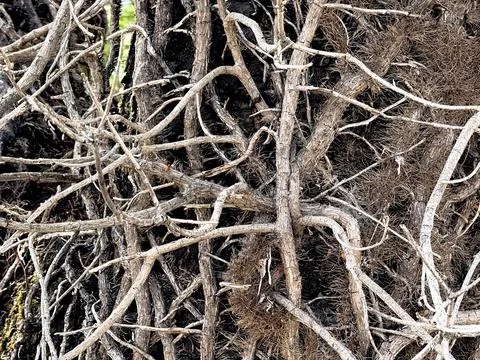 Tangled Tree Branches and Trunks in a Dense Woodland. Stock Photos