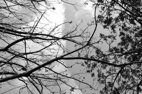 Tangled tree branches background Stock-Fotos