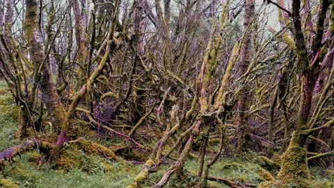 Tangled tree branches covered with moss. Stock Footage 197338001