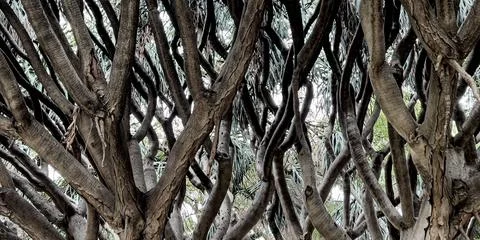 Tangled tree branches creating a complex abstract network Stock Photos
