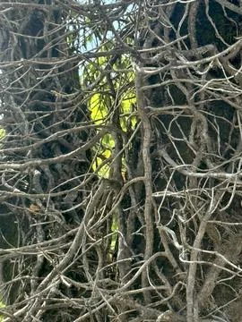 Tangled Tree Branches Creating an Intricate Natural Pattern in Woodland. Stock Photos