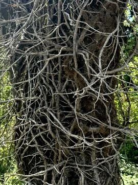 Tangled Tree Branches Creating a Natural Pattern in Forest. Foto stock