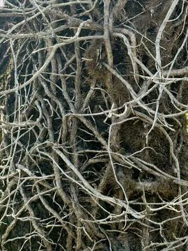 Tangled Tree Branches Creating a Natural Pattern in Forest. Stock Photos