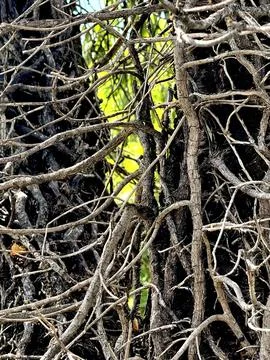 Tangled Tree Branches Creating a Natural Pattern in Forest. Stock Photos