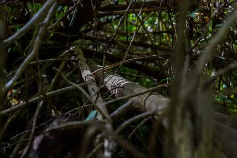 Tangled tree branches in a dark forest Stock Photos