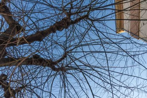 Tangled tree branches 스톡 사진