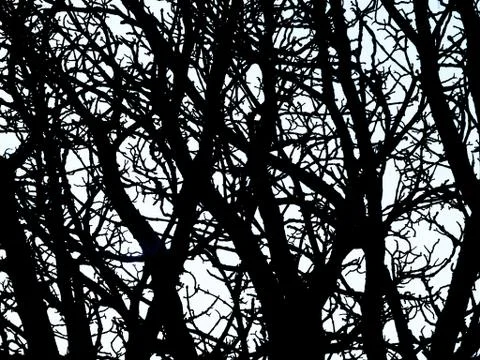 Tangled Tree branches  库存照片