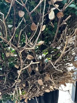 Tangled tree branches Stock Photos