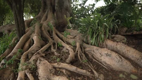 Tangled Tree Roots Close-Up Rocky Ground Kenya Stock Footage 333217370