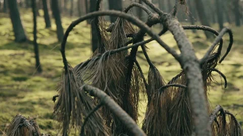 Tangled Tree Roots in Forest 動画素材 344042980