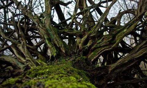 Tangled Tree Roots Stock Photos