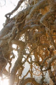 Tangled Tree Roots Stock Photos