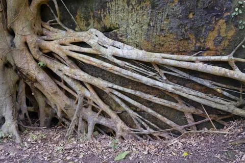 Tangled Tree Roots Spreading Across Mossy Rock Surface Forest Close Up 写真素材