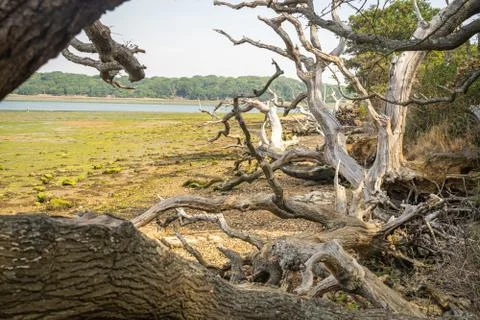 Tangled trunks and branches on beach at low tide Stock Photos