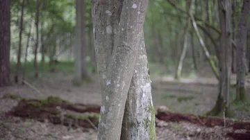 Tangled trunks Stock Footage 86062246