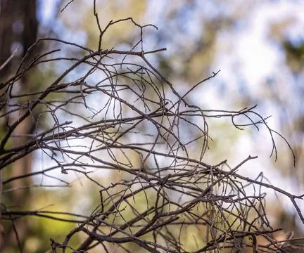 Tangled Twigs On A Blurry Background Stock Photos