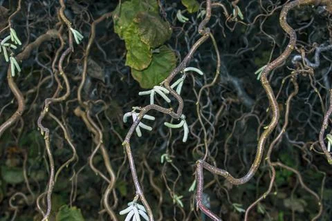 Tangled Twisted Branches and Catkins of Corkscrew Hazel Stock Photos