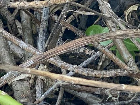 Tangled vines Foto stock