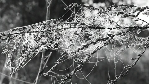 Tangled web Stock Footage 110833042