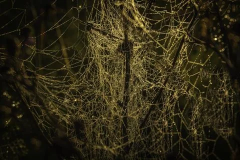 Tangled Web Stock Photos